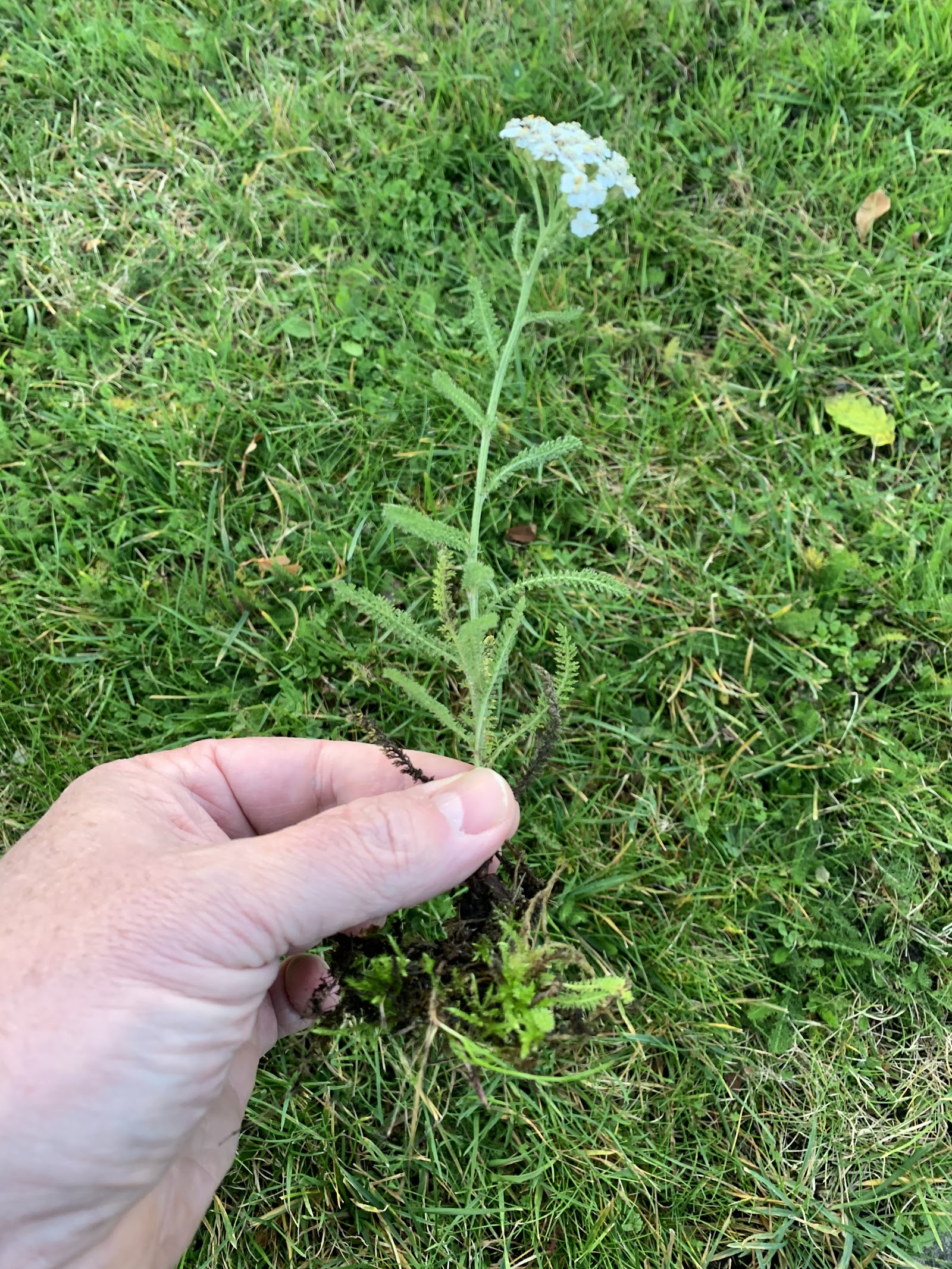 Lifting a broadleaf weed by the root during a weed-control visit — the sort of thing off-the-shelf products miss.