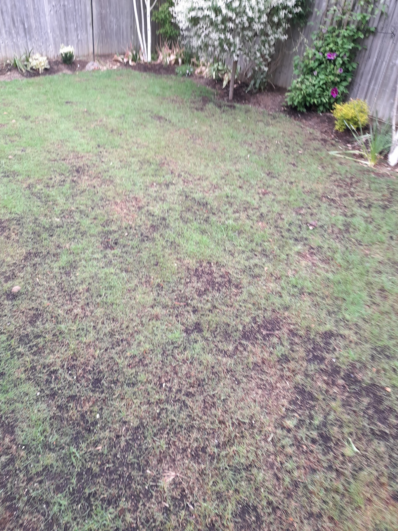 Where a lot of jobs begin: a thin, moss-ridden lawn worn down by shade, compaction and years of no feeding.